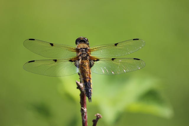 Dragonfly Dream Meaning