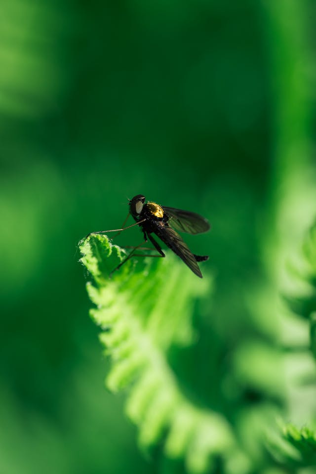 Fly Insect Dream Meaning