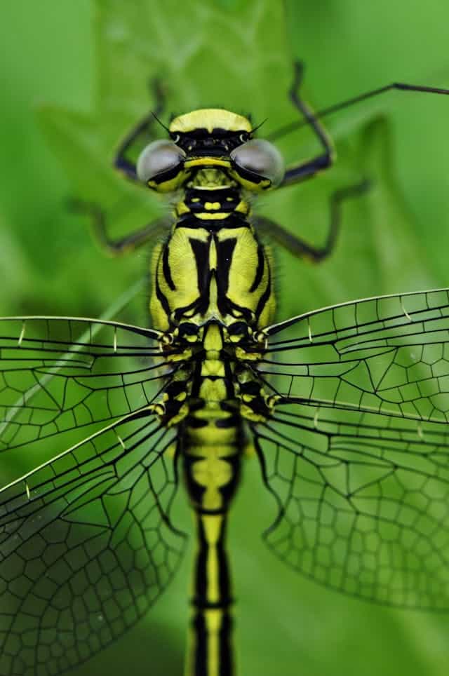 Giant Dragonfly Dream Meaning