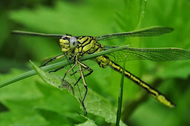 Green Dragonfly Dream Meaning