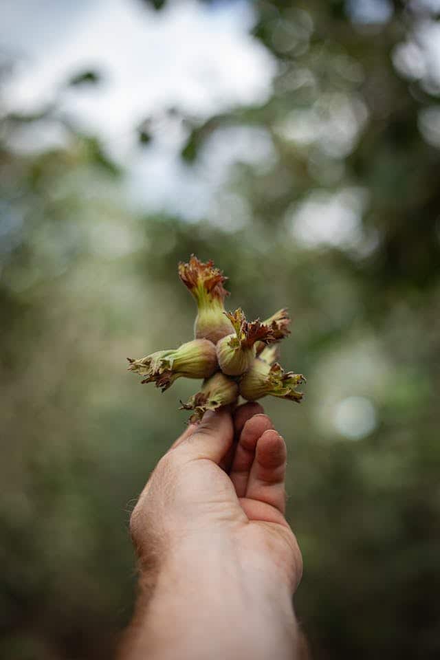 Green Hazelnut Dream Meaning