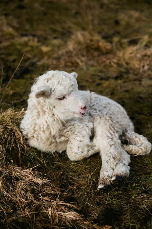 Lamb Dream Meaning 