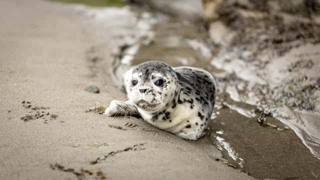 Love a Seal Dream About