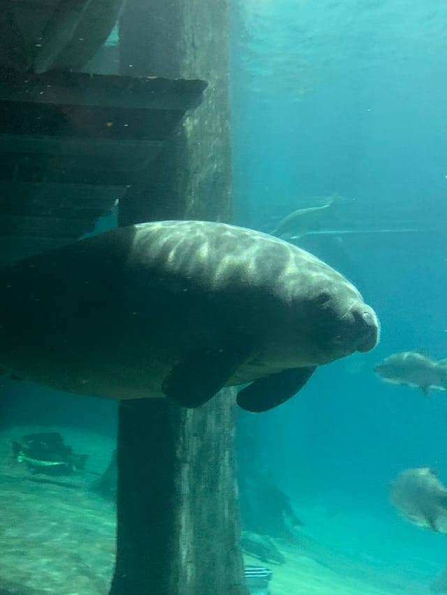 Manatee Attack Dream Meaning