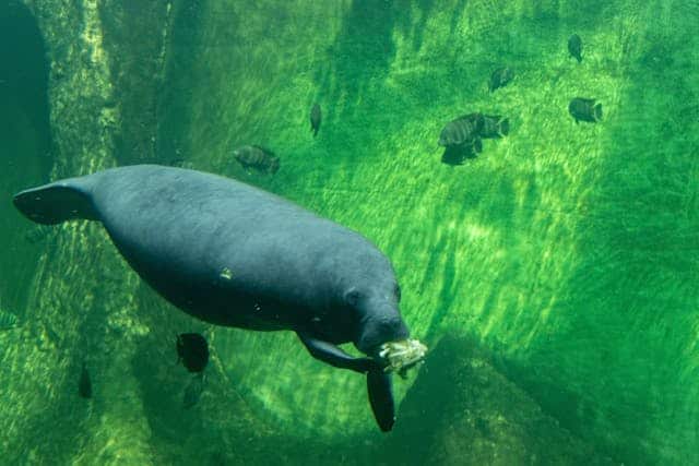 Manatee Dream Meaning