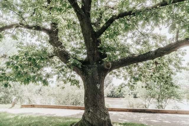 Peanut Tree Dream Meaning