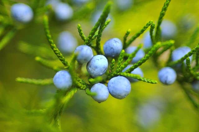 Picking Blueberries Dream Meaning