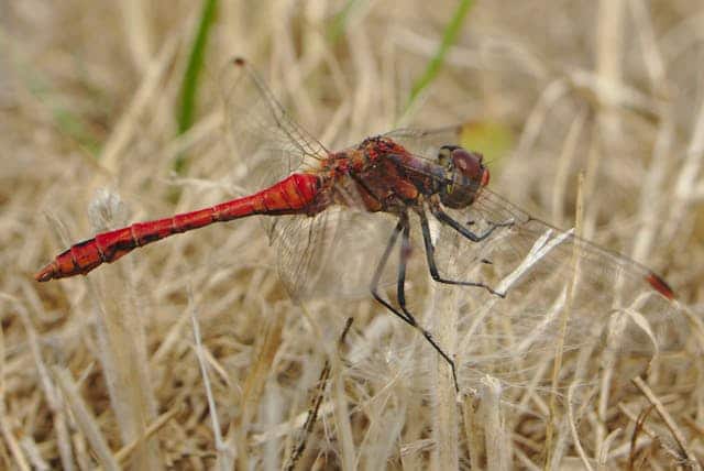 Red Dragonfly Dream Meaning