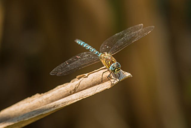 Stick Insect Dream Meaning