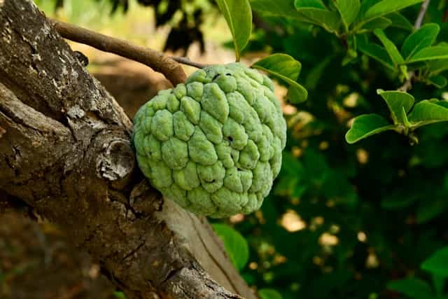 Sugar Apple Dream Meaning