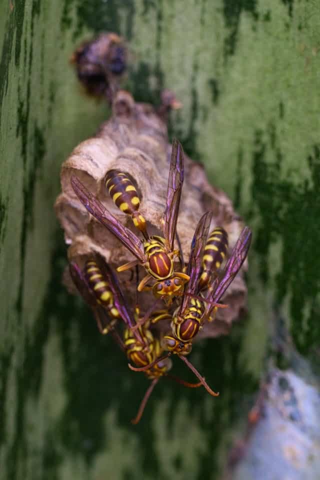 Swarm of Wasps Dream Meaning