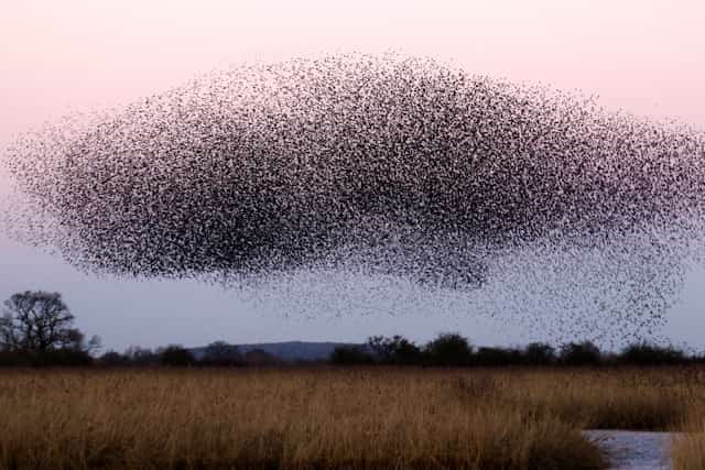 Vomiting Insects Dream Meaning