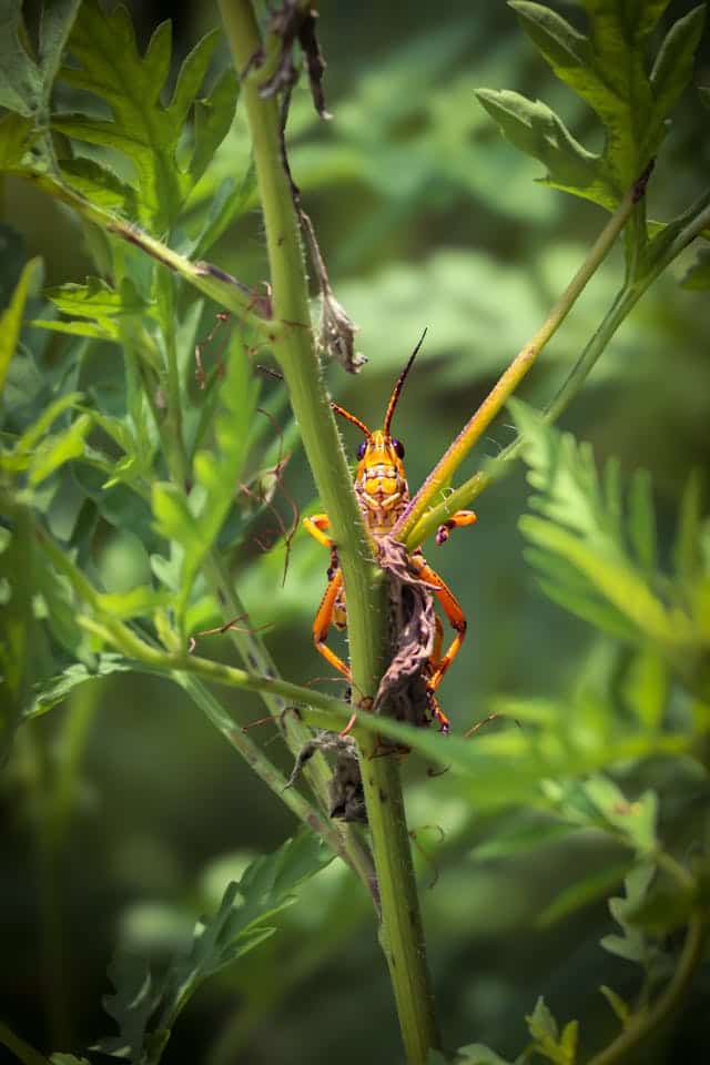 What Does It Mean When You Dream About Insects Attacking You