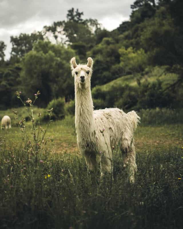 White llama Dream Meaning