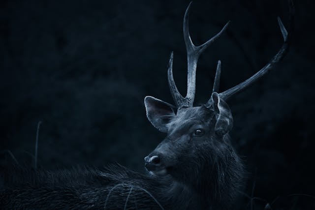 Black Deer Dream Meaning