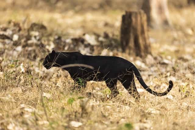 Black Jaguar Dream Meaning