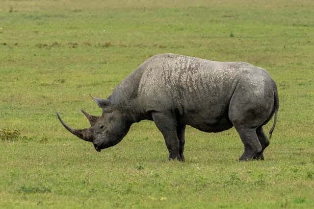 Black Rhino Dream Meaning