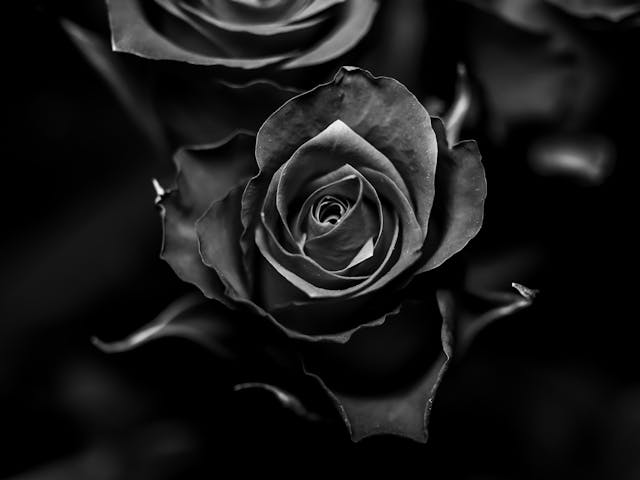 Black Rose Dream Meaning