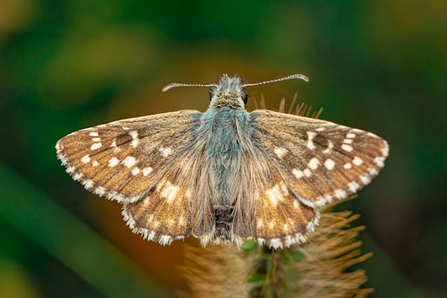 Brown Moth Dream Meaning