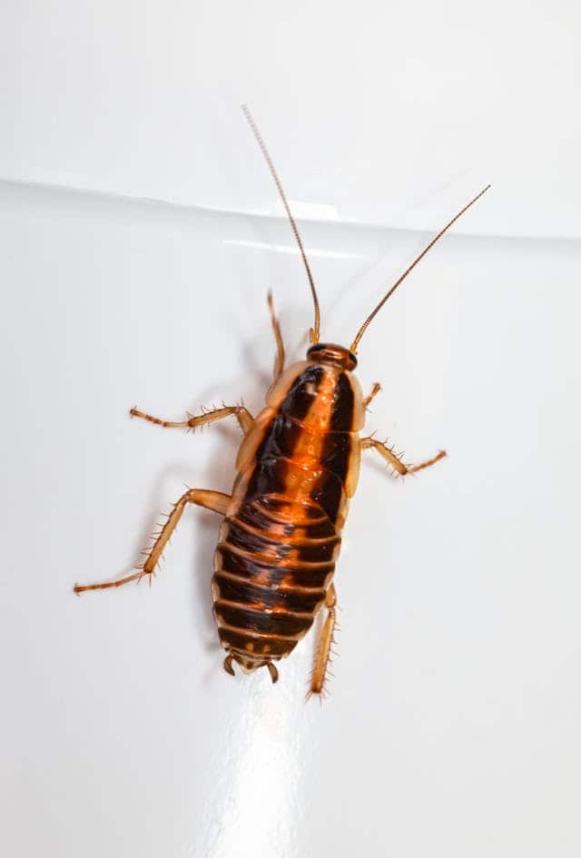 Cockroach Attack Dream Meaning