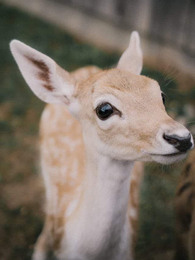 Female Deer in Dream Meaning