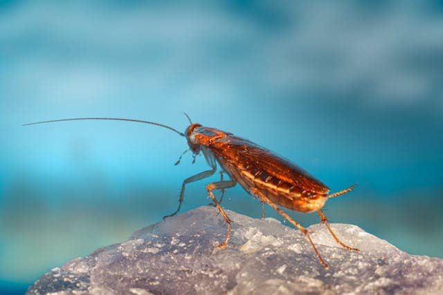 Flying Cockroach Dream Meaning