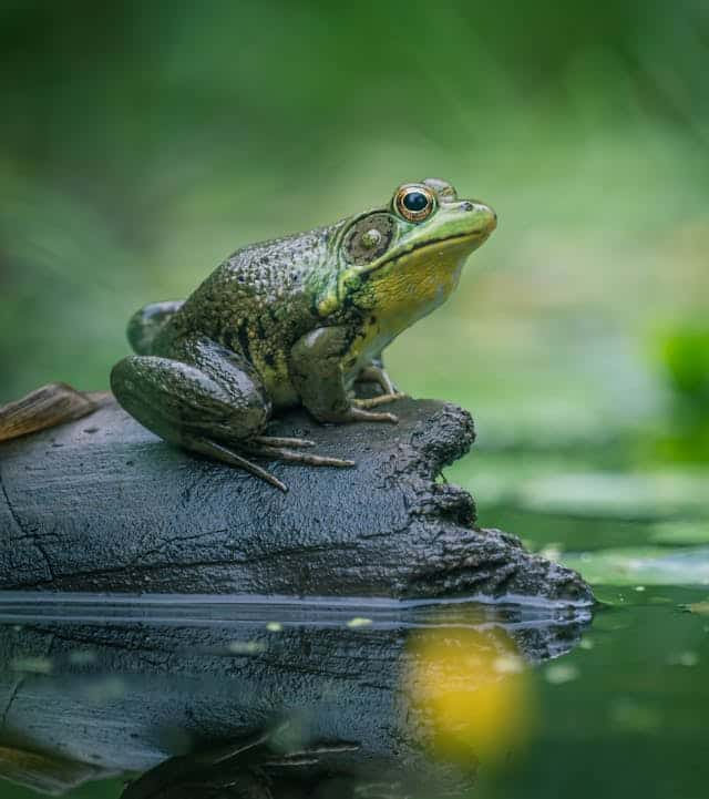 Frog Infestation Dream Meaning