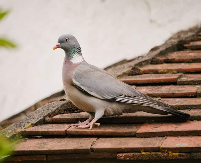 Grey Pigeon Dream Meaning