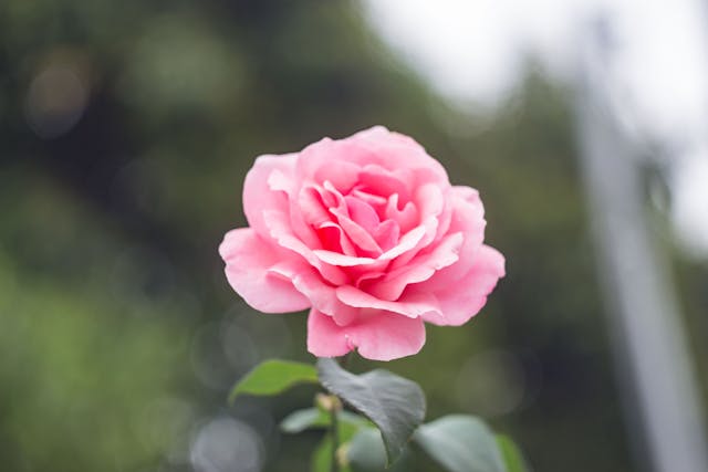 Pink Rose Dream Meaning