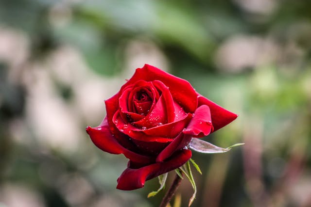 Red Rose Dream Meaning