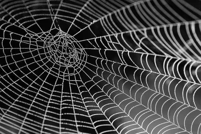 Spider Infestation Dream Meaning