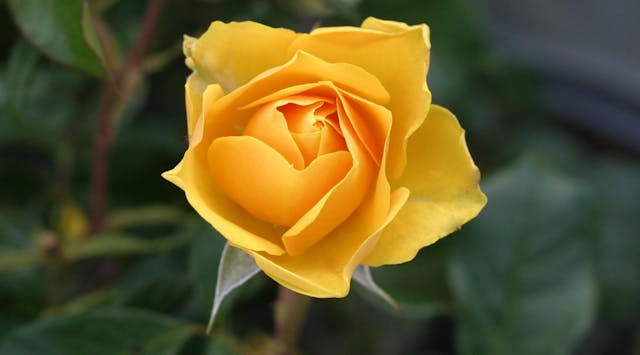 Yellow Rose Dream Meaning