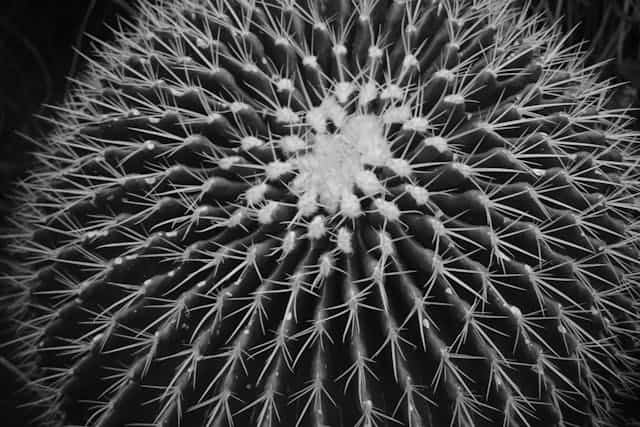 Cactus Needles Dream Meaning