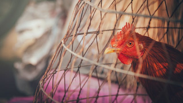 Chicken Cage Dream Meaning