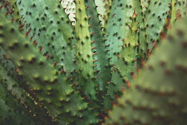 Eating Cactus Dream Meaning