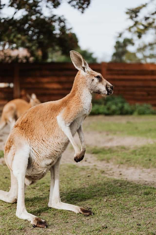 Kangoroo Jumping Dream Meaning