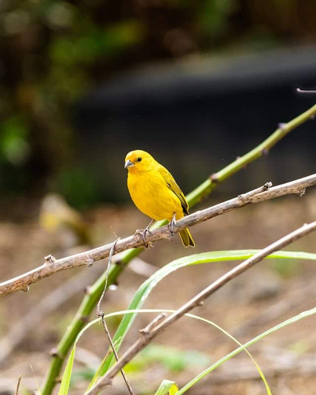 Yellow Canary Dream Meaning