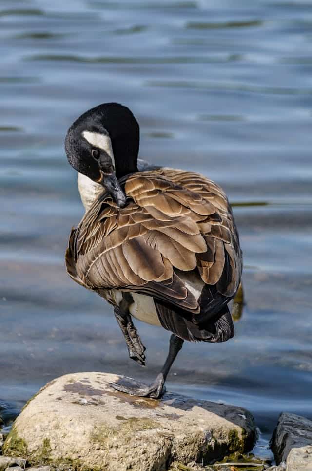 Canada Goose Dream Meaning