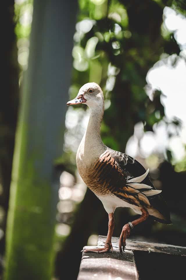 Chasing a Goose Dream Meaning