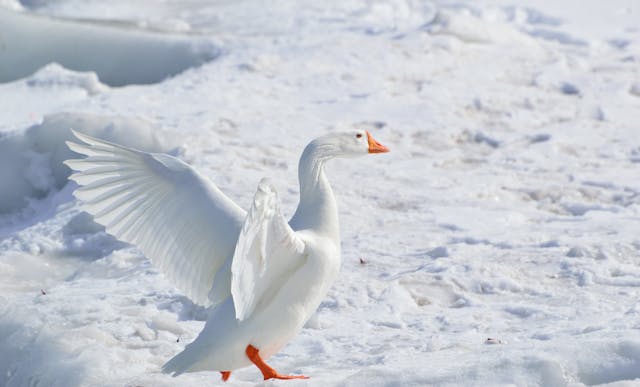 White Goose Dream Meaning