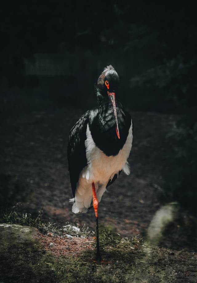 Black Stork Dream Meaning