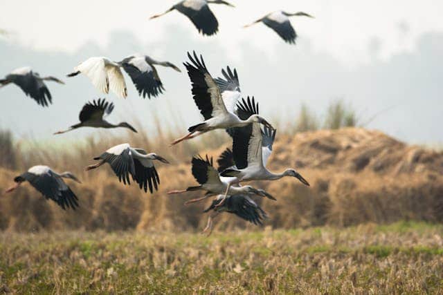 Flying Stork Dream Meaning