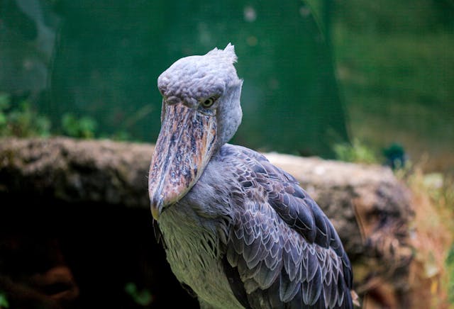 Shoebill Stork Dream Meaning