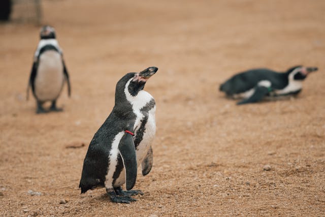 Black Penguin Dream Meaning