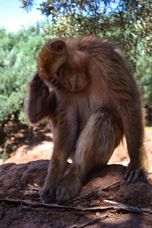 Brown Baboon Dream Meaning