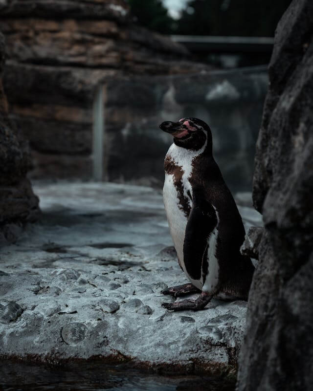 Pet Penguin Dream Meaning